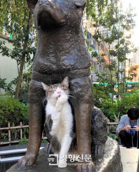 도쿄 명물 충견(忠犬) 하치동상에 고양이 등장, 왜?