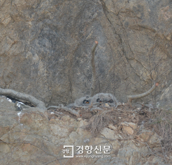 [현장에서] “불법 아냐” 둥지 훼손·플래시…‘수리부엉이의 수난’
