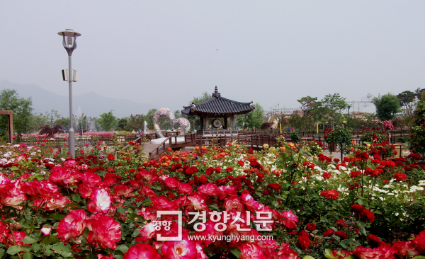 세계 명품장미 한자리에 ‘제6회 곡성세계장미축제’ 20일 팡파르