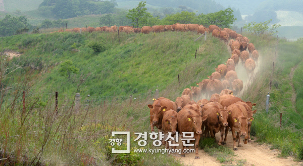 [경향포토]고삐풀린 한우
