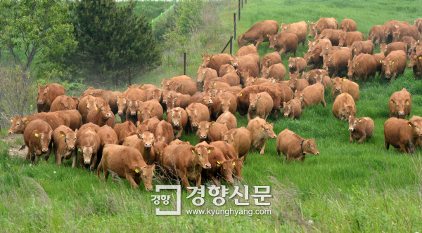 [경향포토]싱싱한 풀 좀 먹어보자