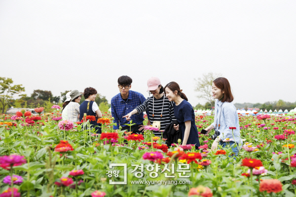 수도권매립지에 국화·코스모스 ‘활짝’…9일까지 개방