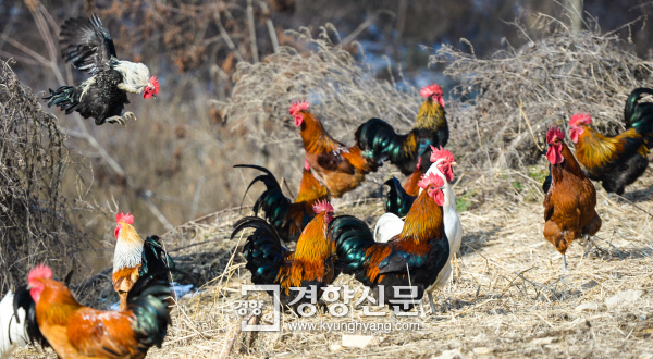 “꼬끼오~” 야산 방사 재래닭 ‘당당하고 기품’