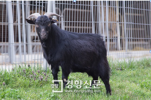 흑염소 위 속에서 찾은 보물···사료첨가제 등 만들 수 있는 효소 대량 발견