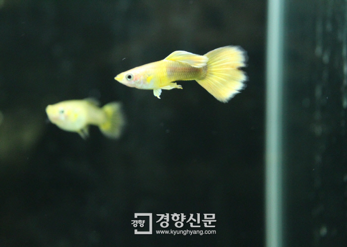 ‘황금빛 지느러미’ 한국형 구피 나왔다