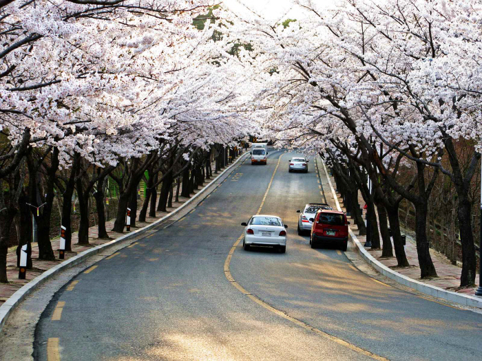 대구 대표 벚꽃길 15곳 선정…“출·퇴근길, 주말 드라이브코스 인기”[대구시]
