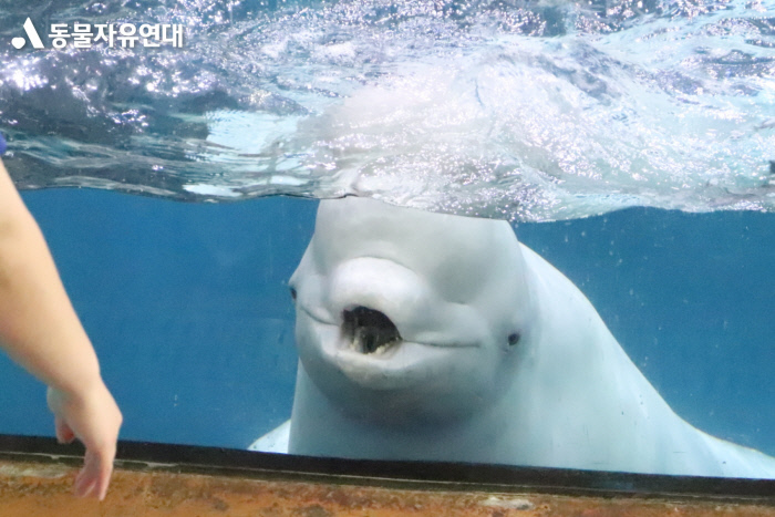 여수아쿠아플래닛은 고래류의 무덤...10개월 만 또 벨루가 폐사