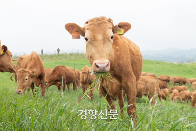 한우 300마리 초원에 풀렸다…한우연구소 올해 첫 한우 방목