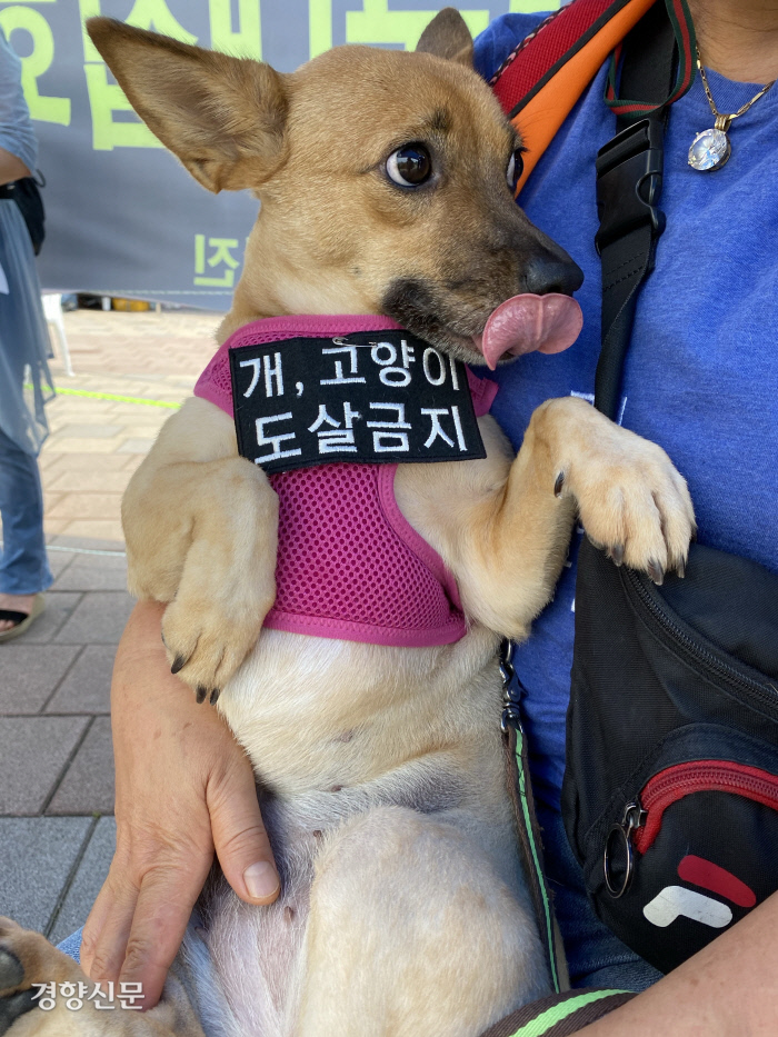 초복 맞은 대구 칠성 개시장 ‘문전성시’... 전국서 모인 동물보호단체 폐쇄하라 시위[현장에서]