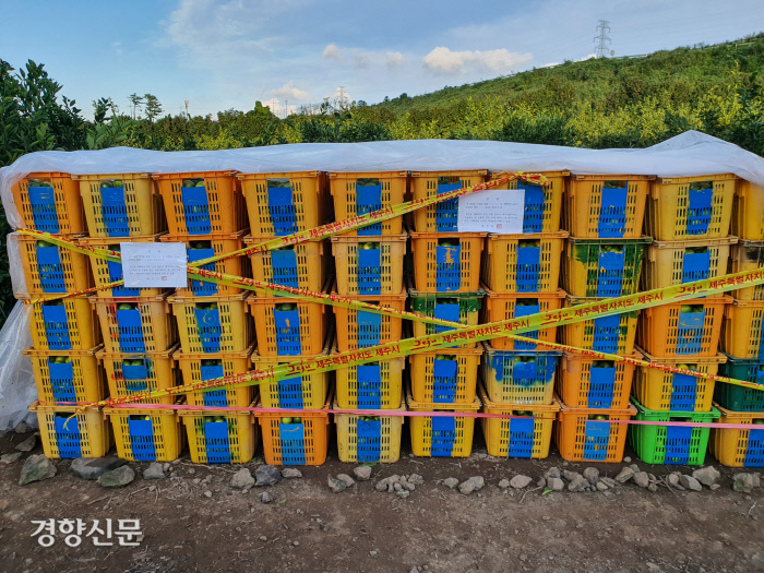 추석 앞두고 덜익은 제주감귤 불법유통 ‘고개’…드론까지 동원 추적