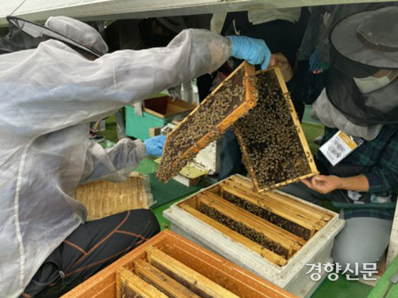 서울시, 벌꿀 생산하는 양봉전문가 무료로 키운다