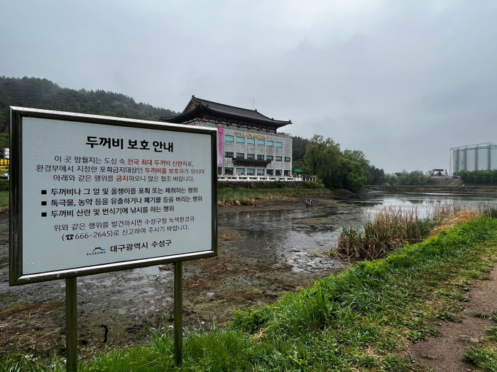 국내 최대 두꺼비 산란지에서 올챙이 집단 폐사, 왜?[현장에서]