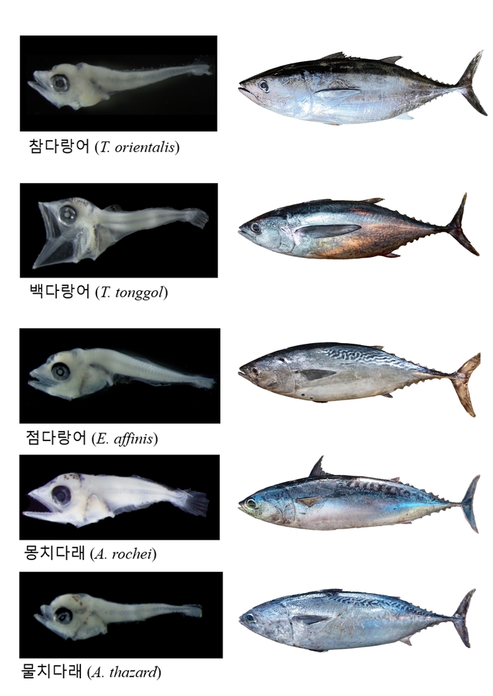 “참치의 고향은 제주”...경유지로 알려졌으나 갓 부화한 치어 발견돼