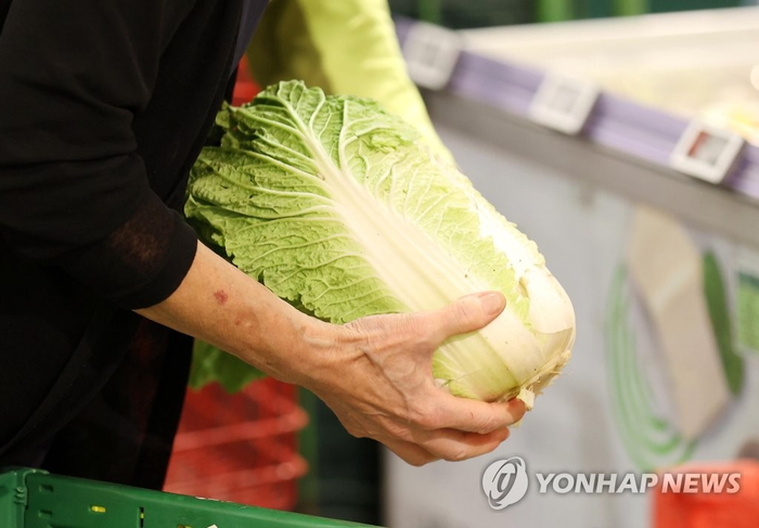 이달 배추 도매값 지난해 1.5배 ‘황금배추’…이달 말까지 강세 계속