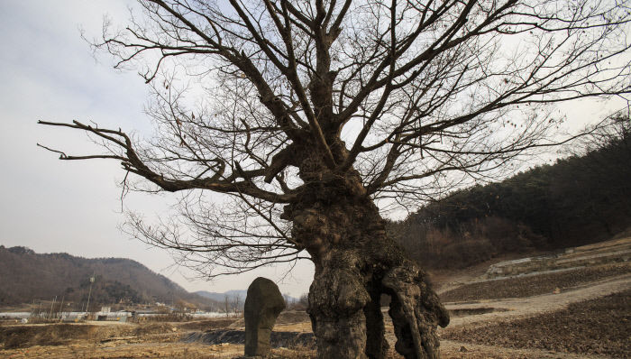 [고규홍의 큰 나무 이야기] 폐허가 된 절터를 지키는 나무