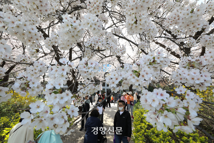 흐드러진 봄꽃 보며 얼굴엔 ‘웃음꽃’…여의도 벚꽃 인파 [정동길 옆 사진관]