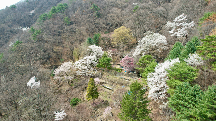 121㏊ 탔지만 숲은 이겨냈다···지리산 산불 달랐던 비밀은 활엽수림