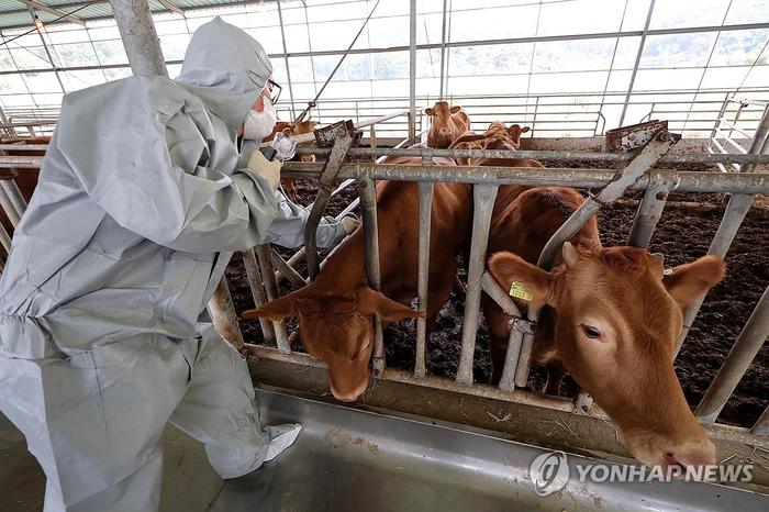 소 질병 ‘럼피스킨’ 확진 하루 새 10건 더…강원, 인천까지 확산
