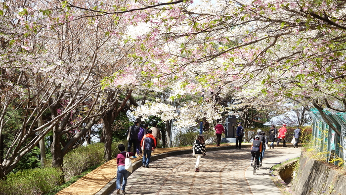 “막바지 봄꽃 즐기세요”…충남 곳곳서 봄꽃 축제