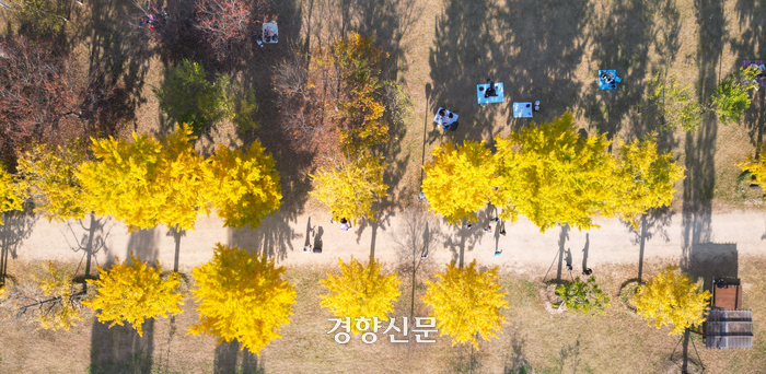 노란색 가을옷 입은 여주 강천섬 [정동길 옆 사진관]