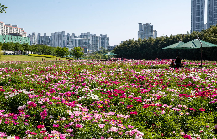 울산 태화강국가정원 봄꽃축제 16일 개최…꽃양귀비 등 6000만 송이 선봬