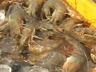 서해안 대하 대풍...어민들 싱글벙글