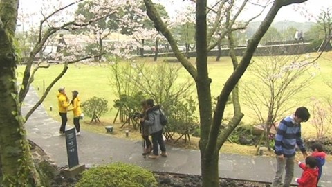 봄꽃 만개...상춘객 북적