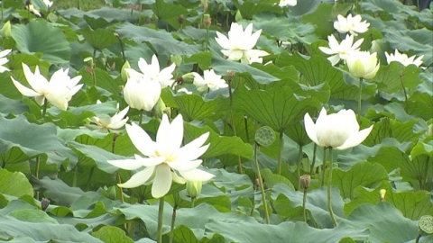 보기 드문 하얀 연꽃 활짝...고귀한 모습 뽐내