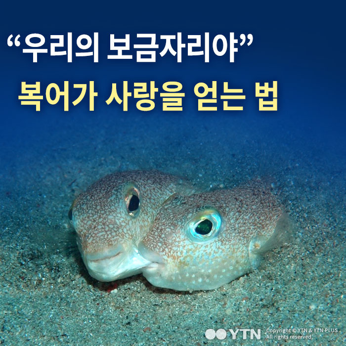 [한컷뉴스] 우리의 보금자리야 복어가 사랑을 얻는 법