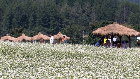 [영상] 메밀꽃 필 무렵...가을 정취 물씬
