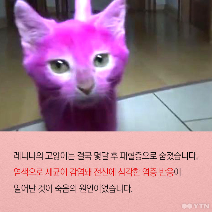 [한컷뉴스] 분홍색 고양이 핑키의 비극