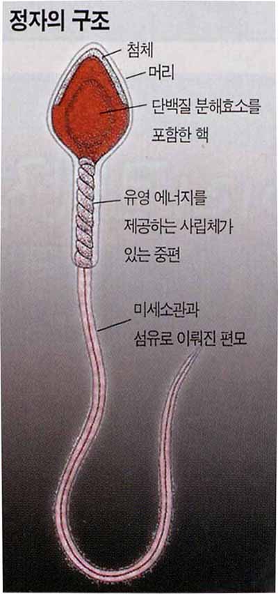 정자가 난자를 만날 때