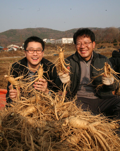 강화인삼 부활 전략은 고집불통