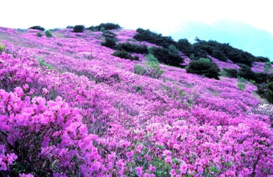제9회 천성산 철쭉제 오는 11일 개최