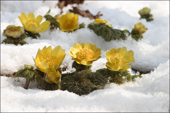 [야생화 꽃밭] 눈얼음 뚫고 피어나는 '식물 난로' 복수초