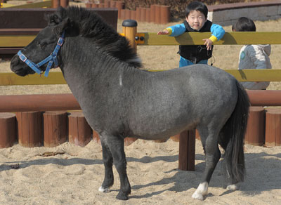 [떠나자! 현장 체험 학습] 과천 포니랜드