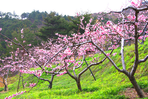다채로운 봄꽃이 반기는 복사꽃마을