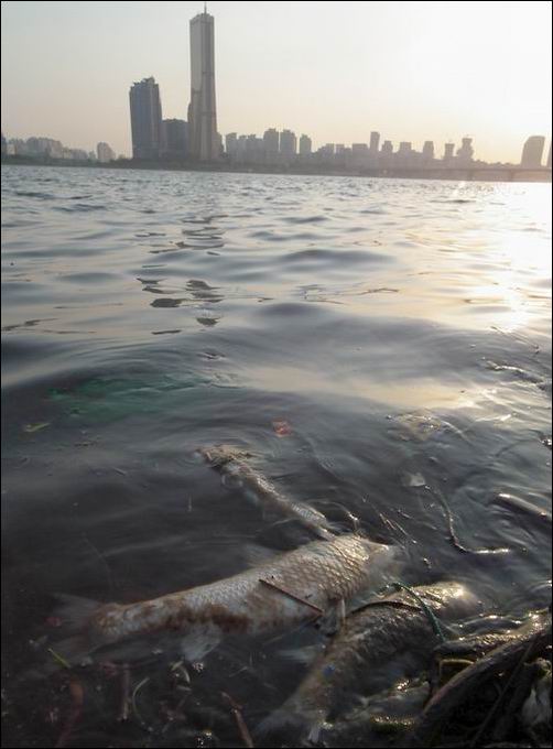 여의도 앞 한강 1시간만 걸어보십시오MB가 아름답다던 한강엔 시체만 둥둥
