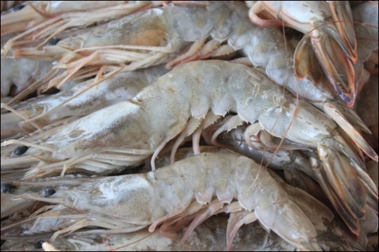 살아있는 게 자연산 대하? 속으셨군요