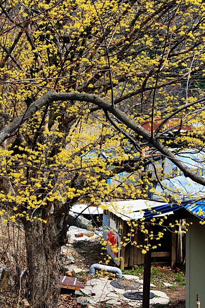 소양호에 이런 곳이? 산동백 흐드러진 건봉령