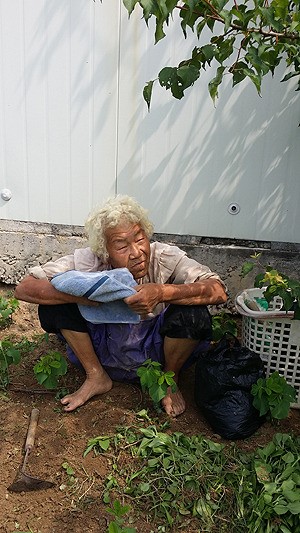 사라진 토종 물고구마, 여든 할머니에게 찾을 줄이야