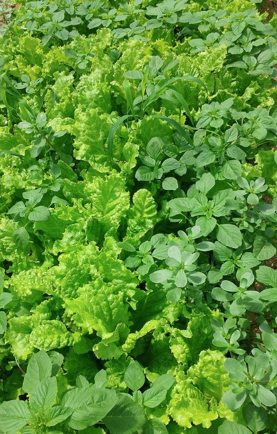 친환경농산물도 농약 씁니다, 이렇게...