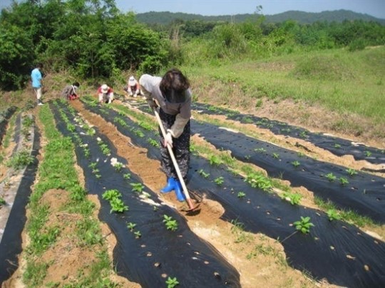고추밭, 장독대도 정리... 이제 우리 3명만 남았다