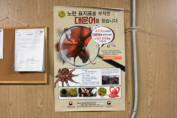 살아 있는 명태, 한 마리에 50만 원... 동해의 눈물