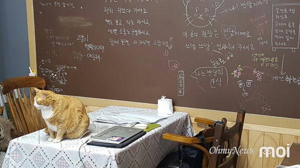 [모이] 고양이가 사장님인 서점 처음이지? 어서와~