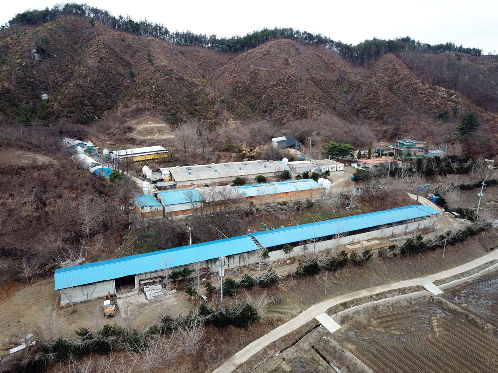 돼지똥 냄새가 심해서 손자 손녀도 안 온다
