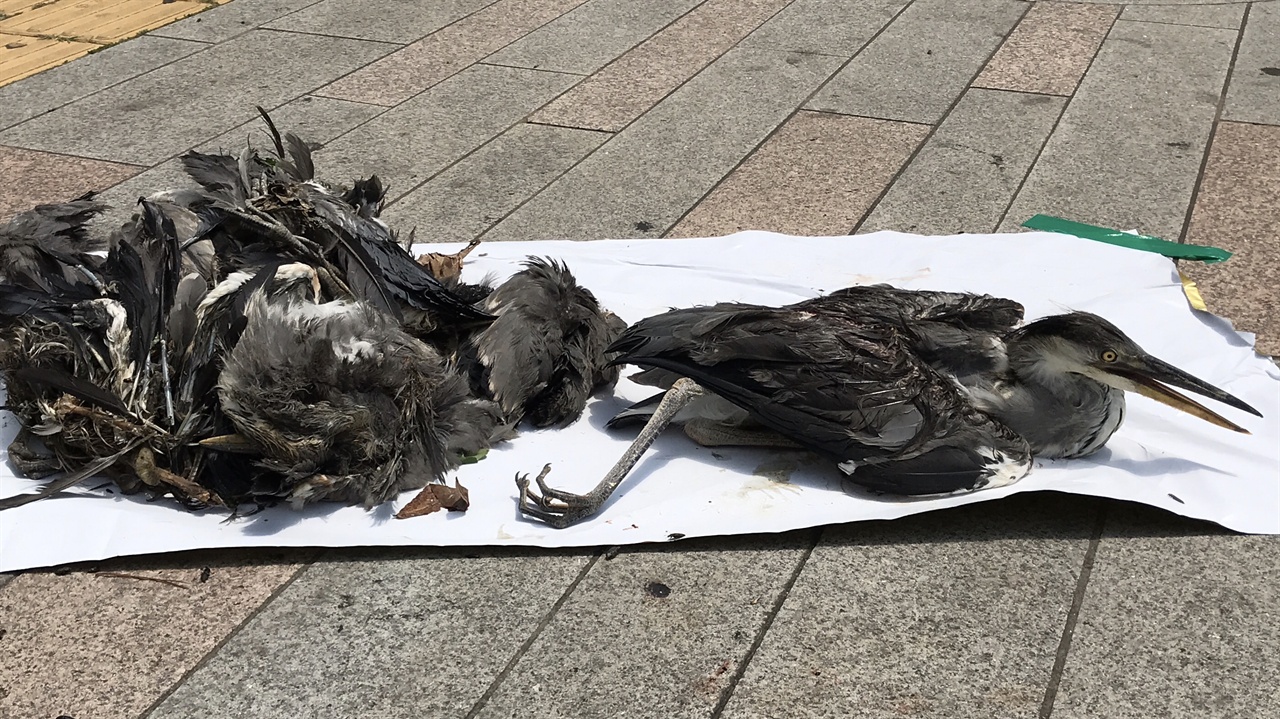 영풍제련소 폐쇄 국민청원으로 이어져