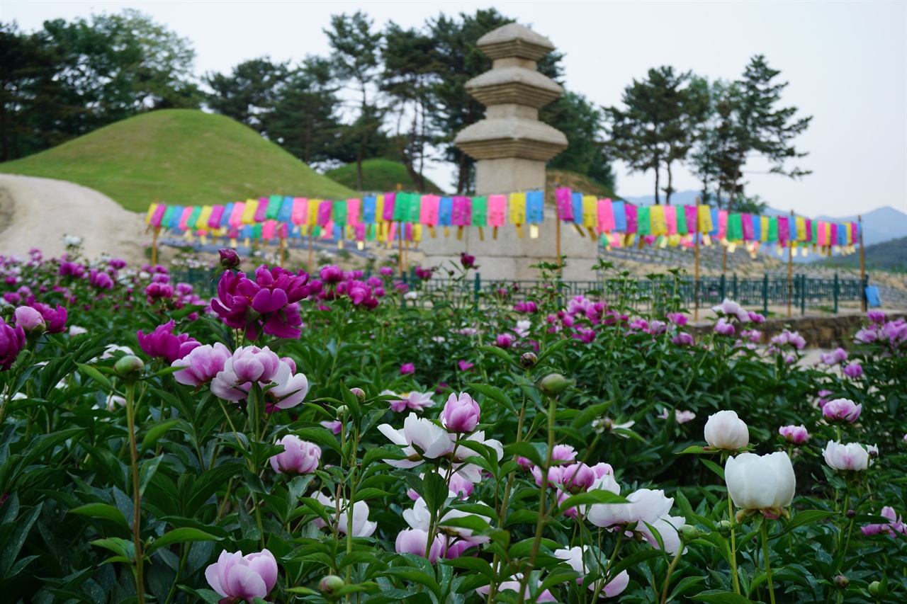 Gyeongju Peony Flowers: 2026 Guide to 2 Best Spots