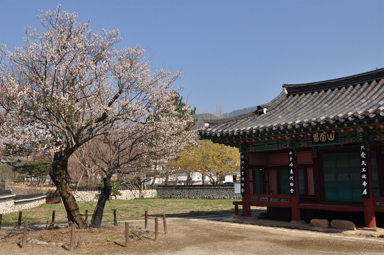 특별한 매화를 보러 산청에 가봤습니다