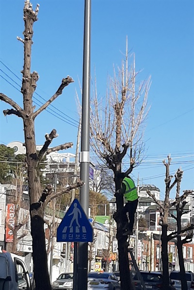 진주도 닭발나무 가로수 가지치기 논란